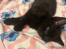 Girl kitten ready