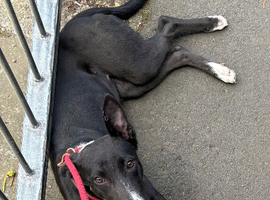 Lurcher