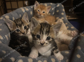 Stunning well socialised kittens