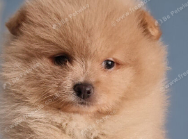 Exceptional pomeranian puppies