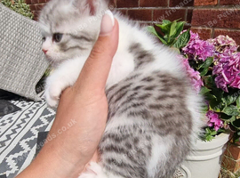 Persian x British Shorthair Kittens