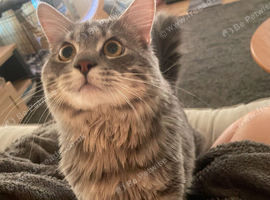 Go fund me for male cat