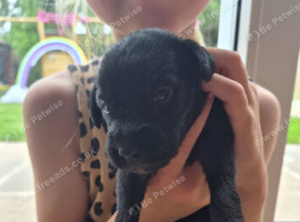 Bedlington x whippet pup