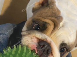 8 month old female english bulldog