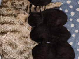 Gorgeous Black Ghost Tabby