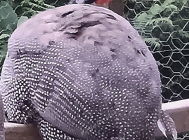 Guinea Fowl
