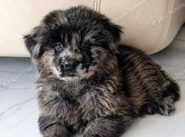 Reduced - CHOW SHEPHERDS READY NOW