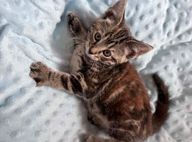 7 lovely kittens looking for new home