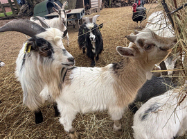 Pygmy goats kids