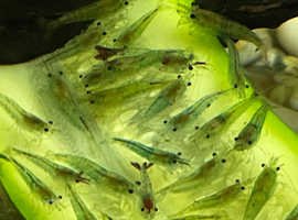 Blue Jelly Neocaridina Shrimp