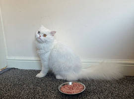 Persian