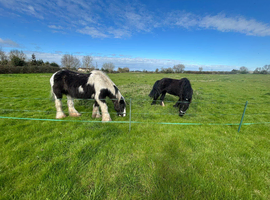 Grazing or diy wanted
