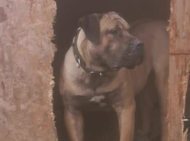 Wifor the dog - needs rehoming