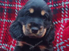 Gorgeous show cocker spaniel puppies