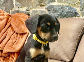 Cavalier x collie