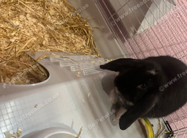 Dwarf rabbit