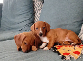 Puppy dauchunds