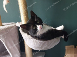 Tucker 2yr male cat,
