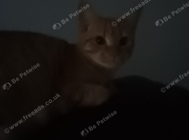 Kitten