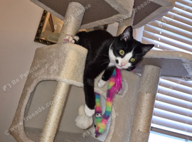 Loving 7 month girl kitten and all her belongings