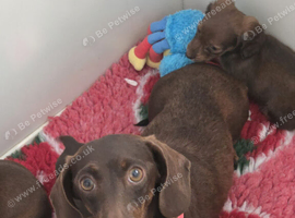 Miniature dachshund adult