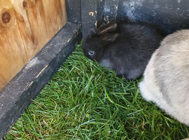 Baby Mini lops for sale