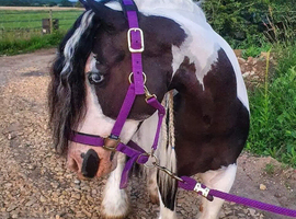 13.2hh 8-Year-Old Cob Mare