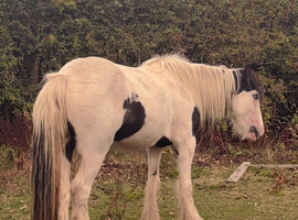 13.2 pied cob mare 3 years old