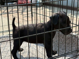 Patterdale terrier pup's dog an bitch please ring number if interested thanks