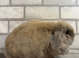 Mini Lop Girl