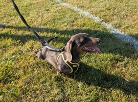 Smooth hair dachshund girl