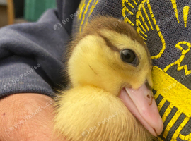 5 Muscovy Ducklings available