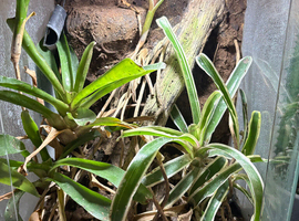 Mourning Gecko Colony