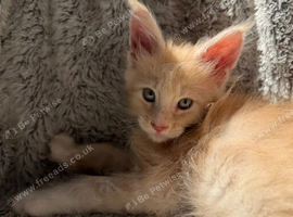 PURE MAINE COON KITTENS
