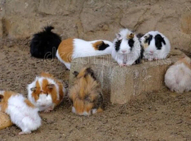 FOR SALE - MALE & FEMALE GUINEA PIGS