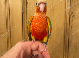 Silly Tame Conure Babies For Sale