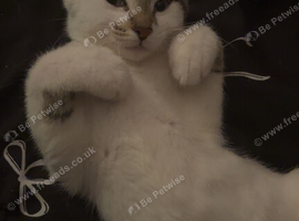 7 month old kitten MALE