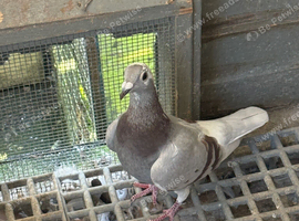 Pigeons