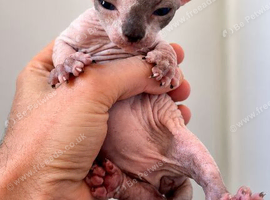 Sphynx kittens