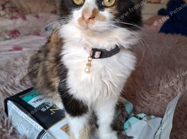Norwegian forest cross