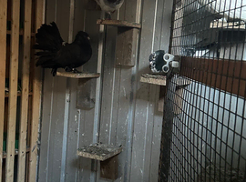 Pigeons for sale mixed