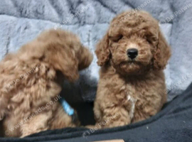 Female 8 week old puppy