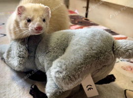 Ferret pair for rehoming