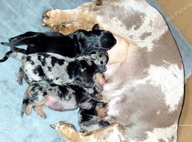 5 Gorgeous Miniature Dachshund puppys