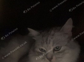 Male Persian