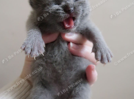 Female registered kittens