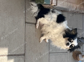 Parti tan point white black chihuahua girl