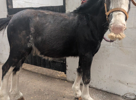 2 year old Colt cob welsh cross