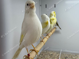 Canaries
