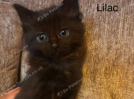 2 black 13 week old kittens